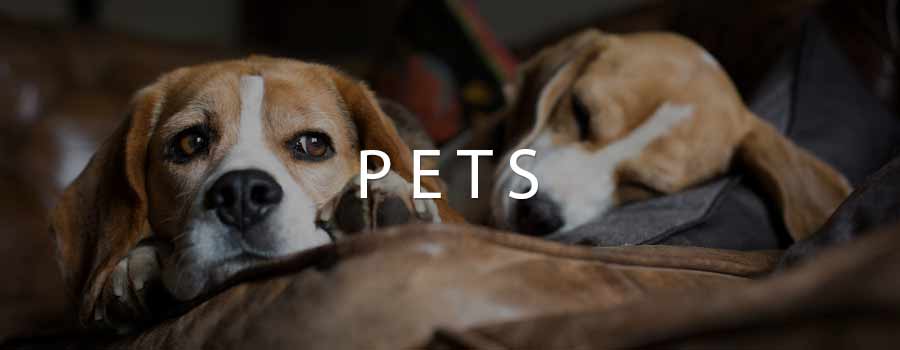 Pet cleaning tips before selling your homes